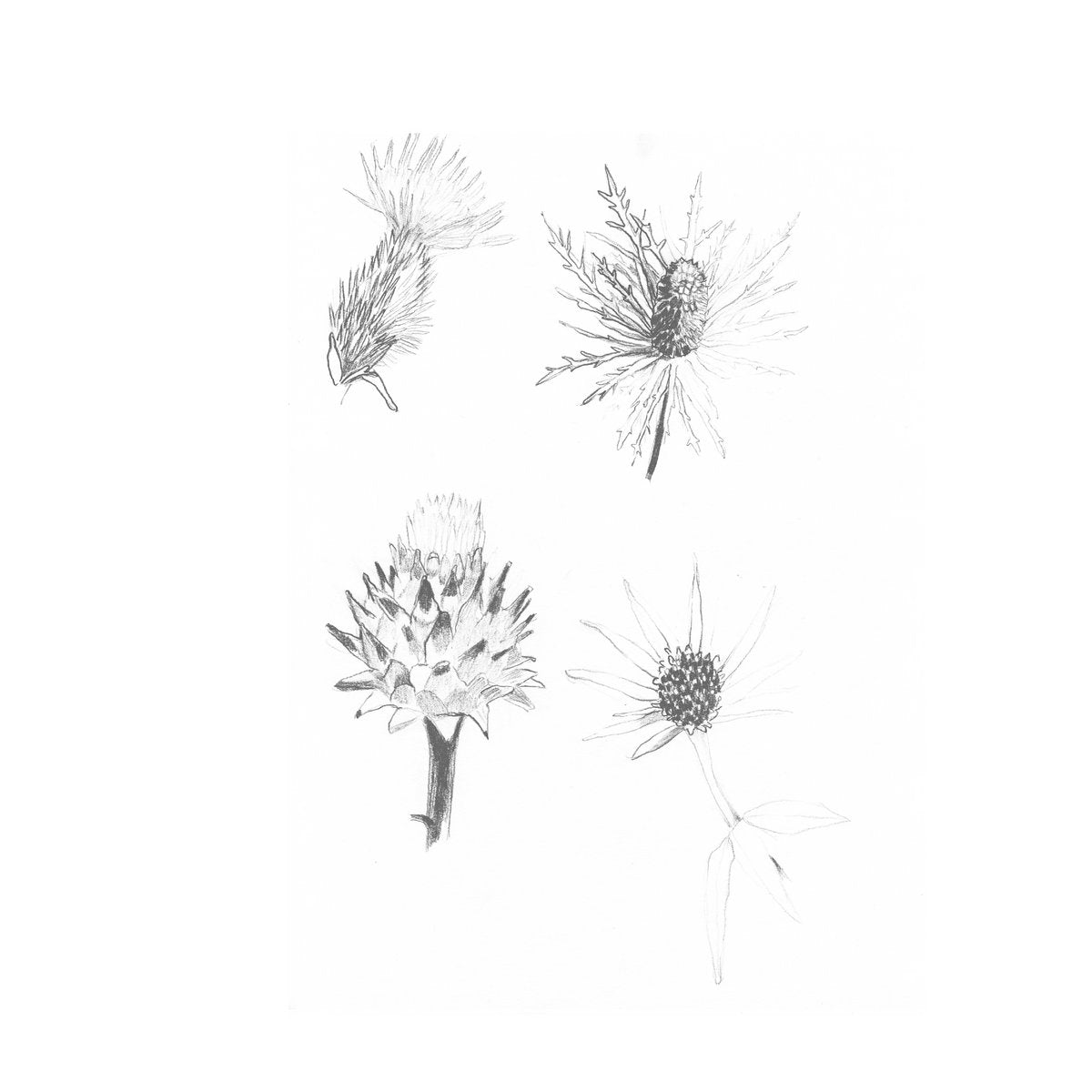 Annelies Monseré & Steve Marreyt - Distels